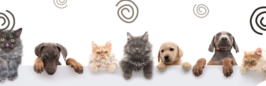Pet Gear